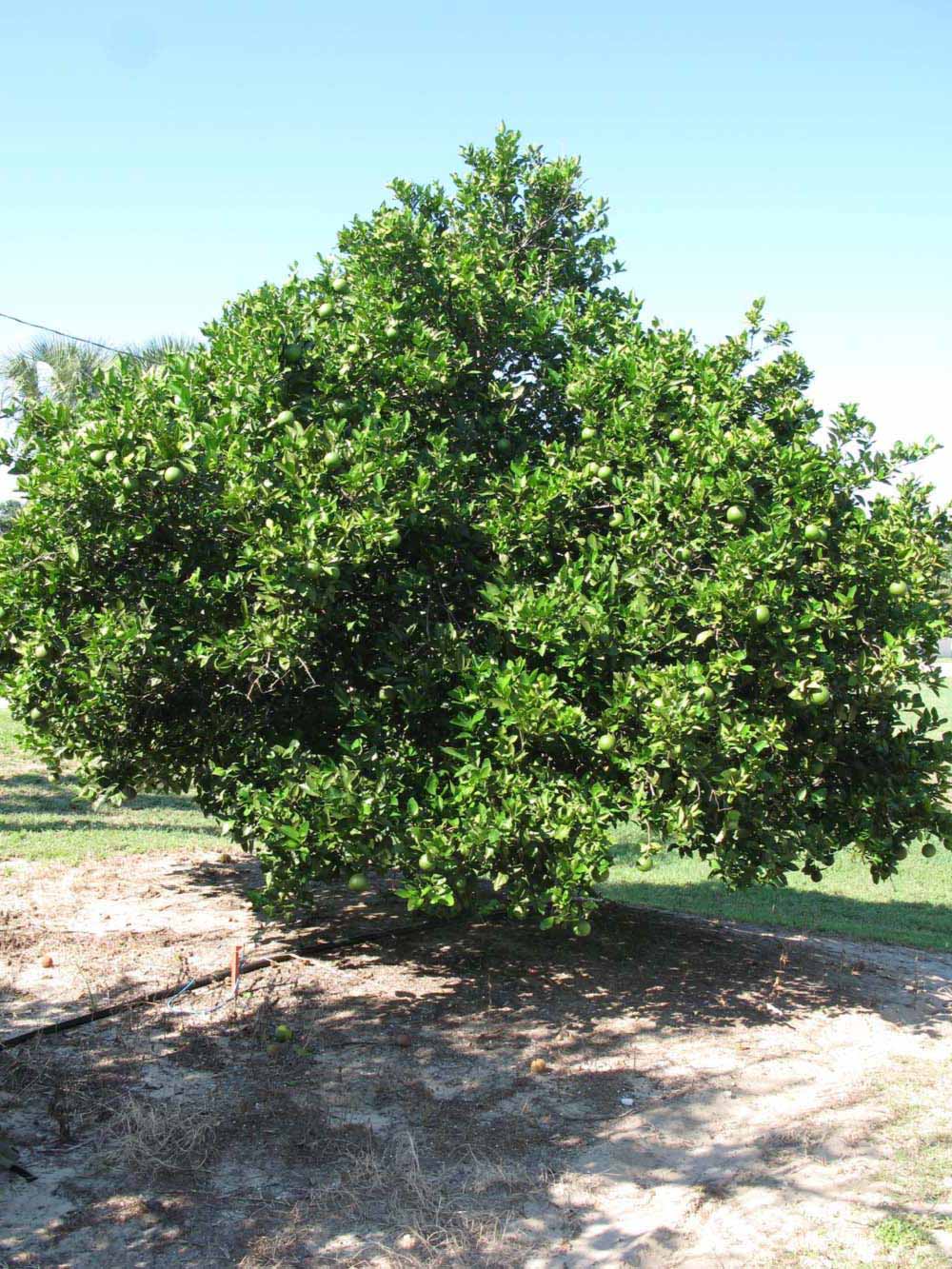              Habit (Winter Haven, FL)       